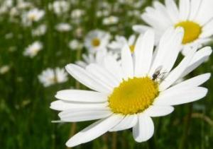 Herdenimmunität - Die unethische Natur